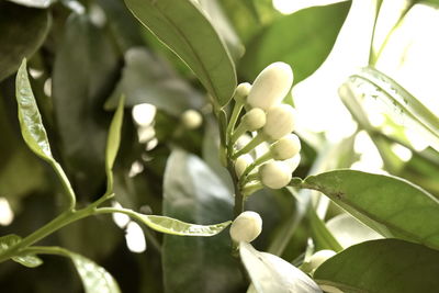 Close-up of flowering plant