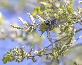 Close-up of a bird on branch against blurred background