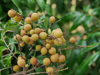 Young longan fruits on top of its tree with defocus background of its green leaves