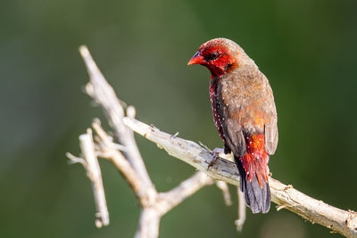 Close-up of a bird perching on branch