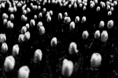 Full frame shot of flowering plants