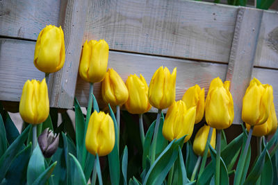 Close-up of yellow tulips