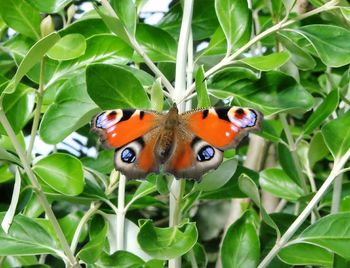 Close-up of butterfly pollinating on flower