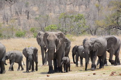 Herd of elephant