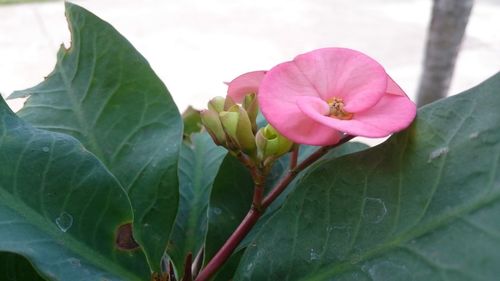 Close-up of pink flower blooming outdoors