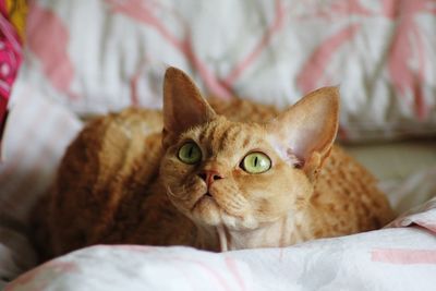 Devon rex cat
