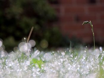 Close-up of wet flowers