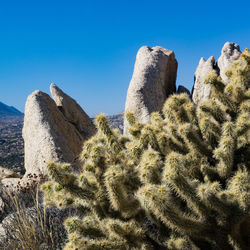 Panoramic view of cactus against clear blue sky