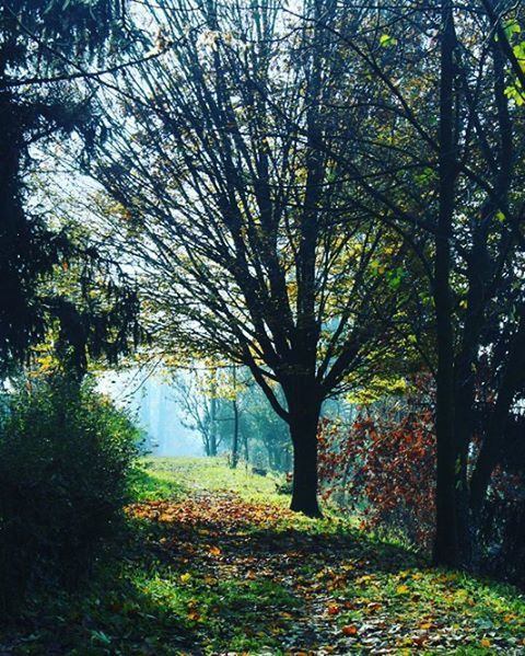 tree, tranquility, tranquil scene, branch, water, nature, beauty in nature, growth, scenics, autumn, tree trunk, lake, season, reflection, leaf, bare tree, day, change, sunlight, idyllic