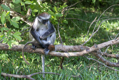 Monkey sitting on tree branch