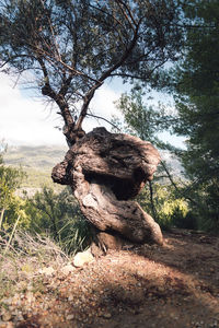 Lizard on tree