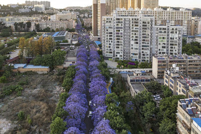 Aerial view of jacaranda trees in bloom in kunming, yunnan capital in china