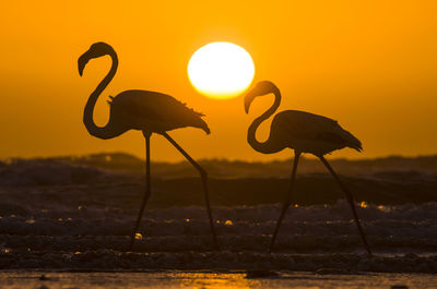 Silhouette of flamingo birds against sky during sunset