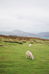 Sheep on field against sky