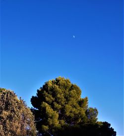 Low angle view of tree against blue sky