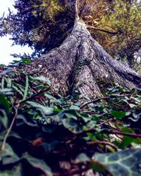 Close-up of leaves on tree trunk in forest