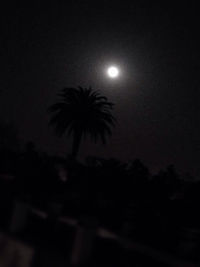 Low angle view of trees against sky at night