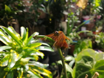 Close-up of butterfly on leaf