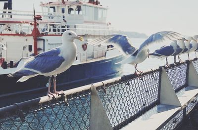 Seagulls perching on a railing