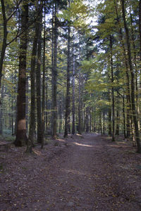 Road amidst trees in forest