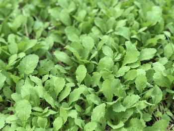 Full frame shot of green leaves