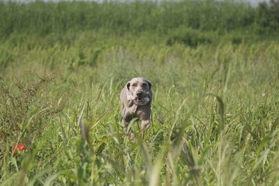 Portrait of dog on field