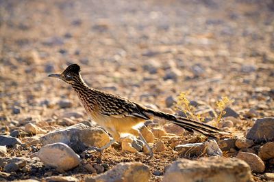 Close-up side view of a bird on desert