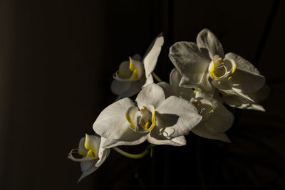 Close-up of flower