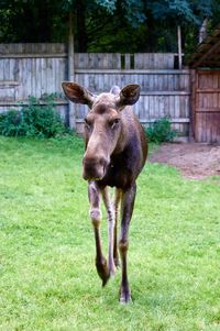 Moose standing in a field