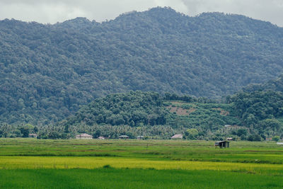 Scenic view of agricultural field against mountains