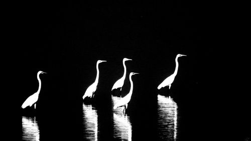 View of a silhouette birds in water