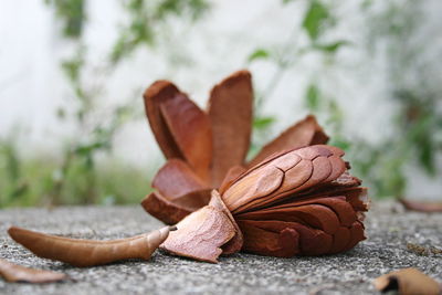 Close-up of leaf