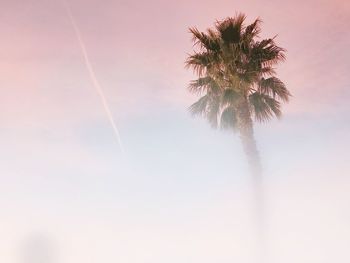 Low angle view of palm tree against clear sky