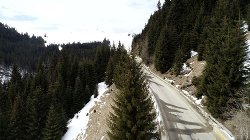 Road amidst trees against sky