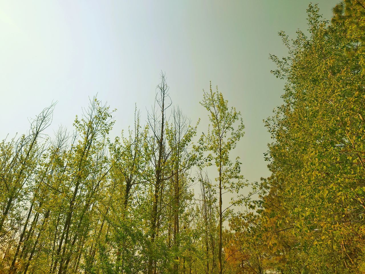 LOW ANGLE VIEW OF TREES AGAINST SKY IN FOREST