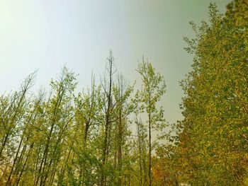 Low angle view of trees against sky