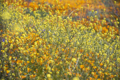 Close-up of yellow flowering plants on field