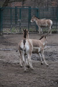 Close-up of goat