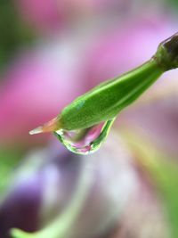 Close-up of wet flower