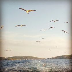 Seagulls flying over sea against sky