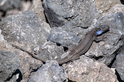 La palma lizard, gallotia galloti palmae, resting on volcanic lava rock in sunlight