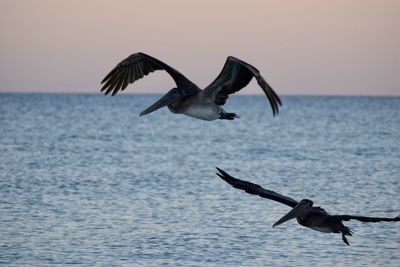 Seagulls flying over sea against sky