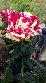 Close-up of pink rose