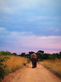Elephant walking on field against sky