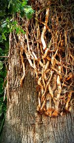 Close-up of tree trunk