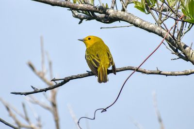 Bird perching on branch