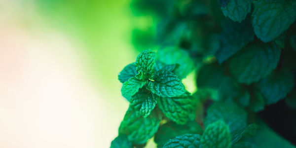 Close-up of fresh green leaves