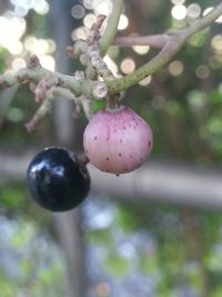 Close-up of berries on tree