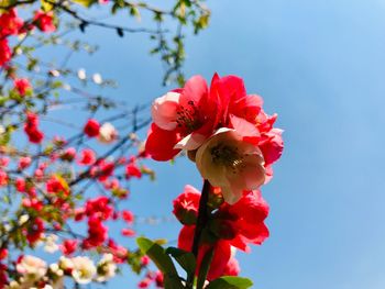 Low angle view of cherry blossom against sky