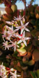 Close-up of flowering plant